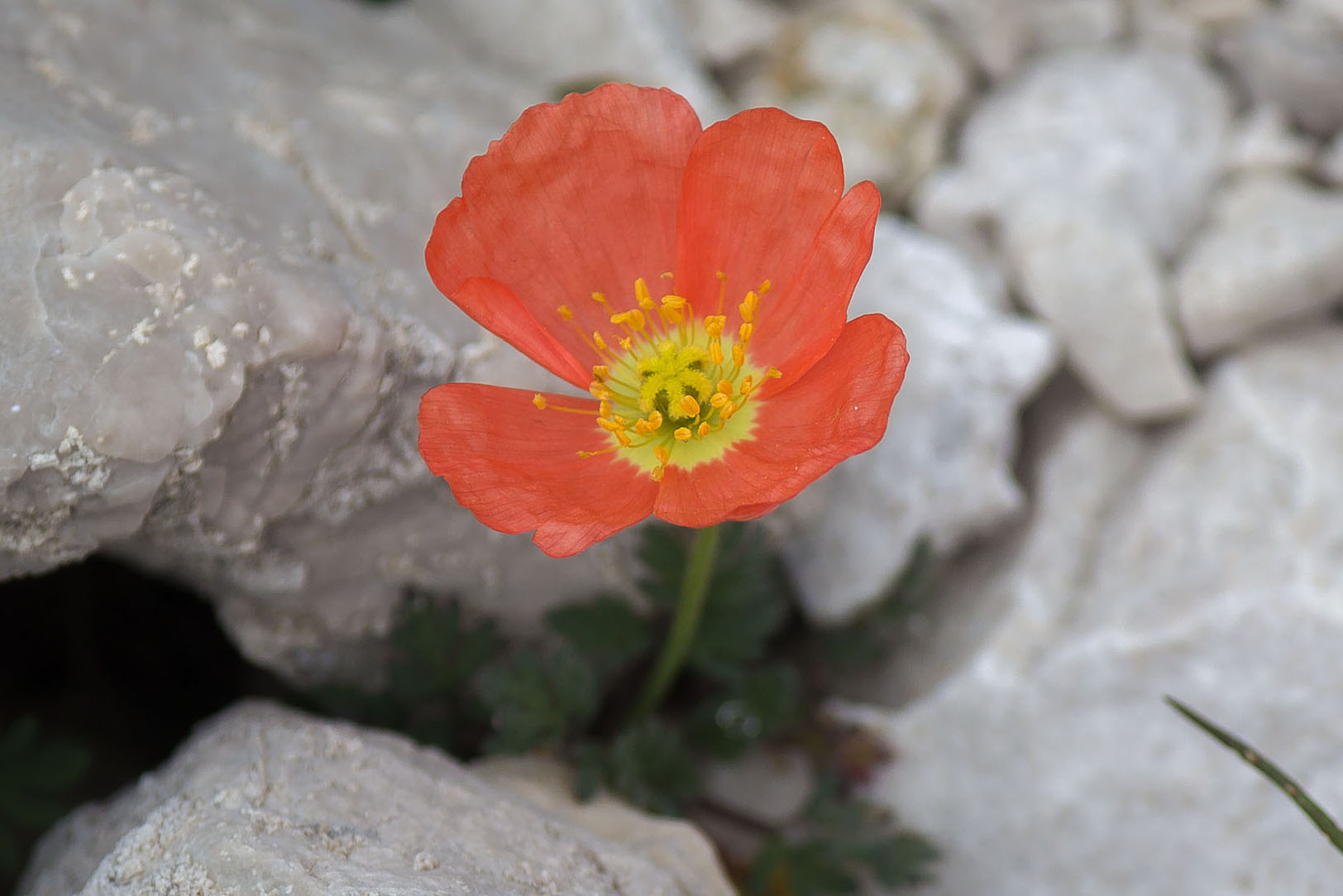 Papaver alpinum / Papavero alpino